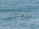 FZ007747 Jenni snorkling.jpg